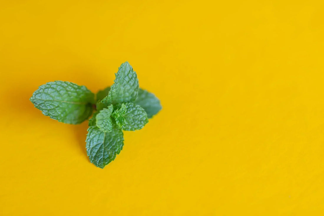 Lemon balm extract