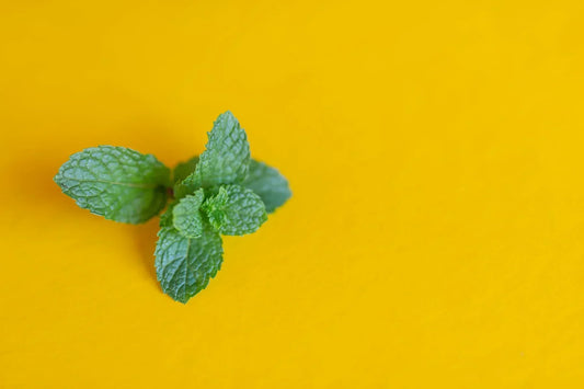 Lemon balm extract