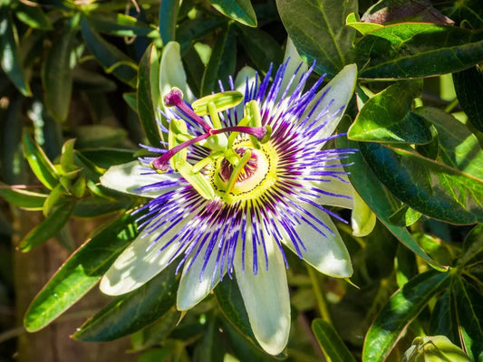 Blue Passionflower Extract - Dodi Health