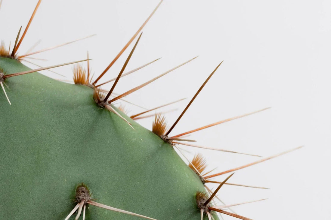 Cactus Prickly Pear Extract