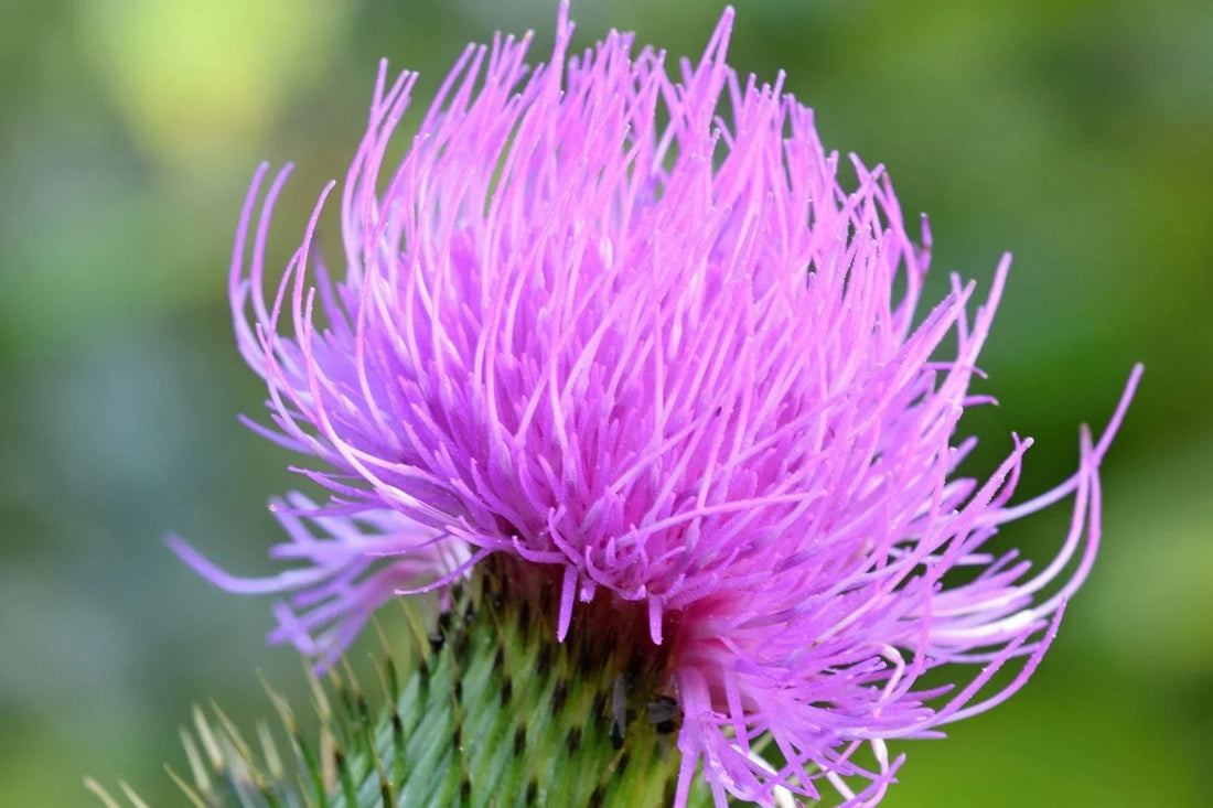 Milk Thistle