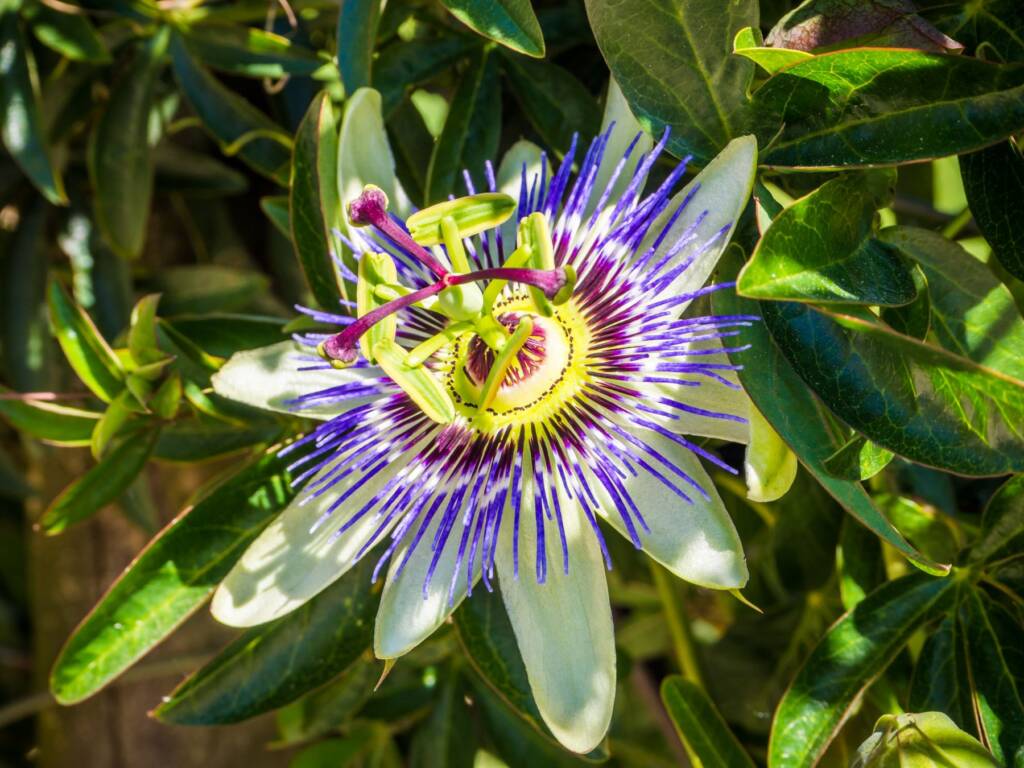 Blue Passionflower Extract