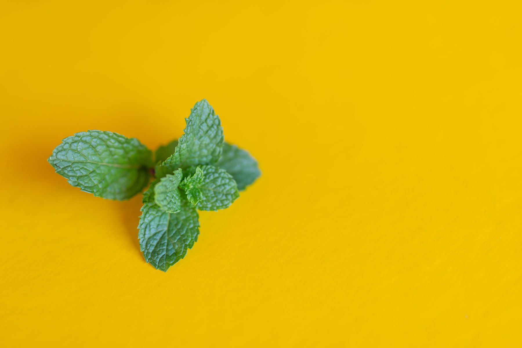 Lemon Balm Leaf Extract