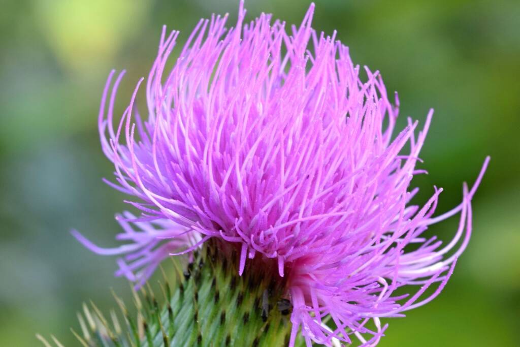 Milk Thistle - liver detox - sugar free vitamins